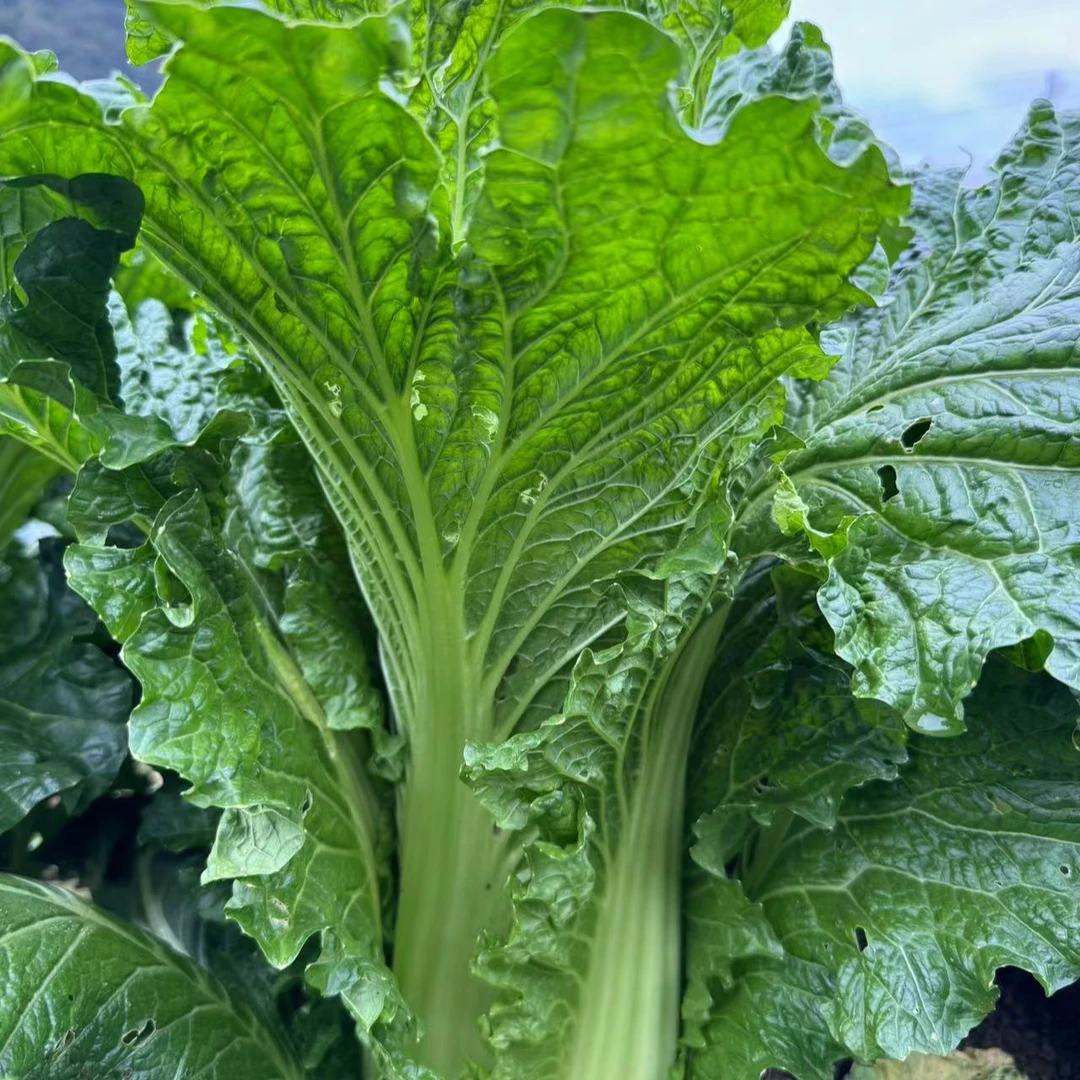 贵州遵义特产农家自种露天青口白菜
