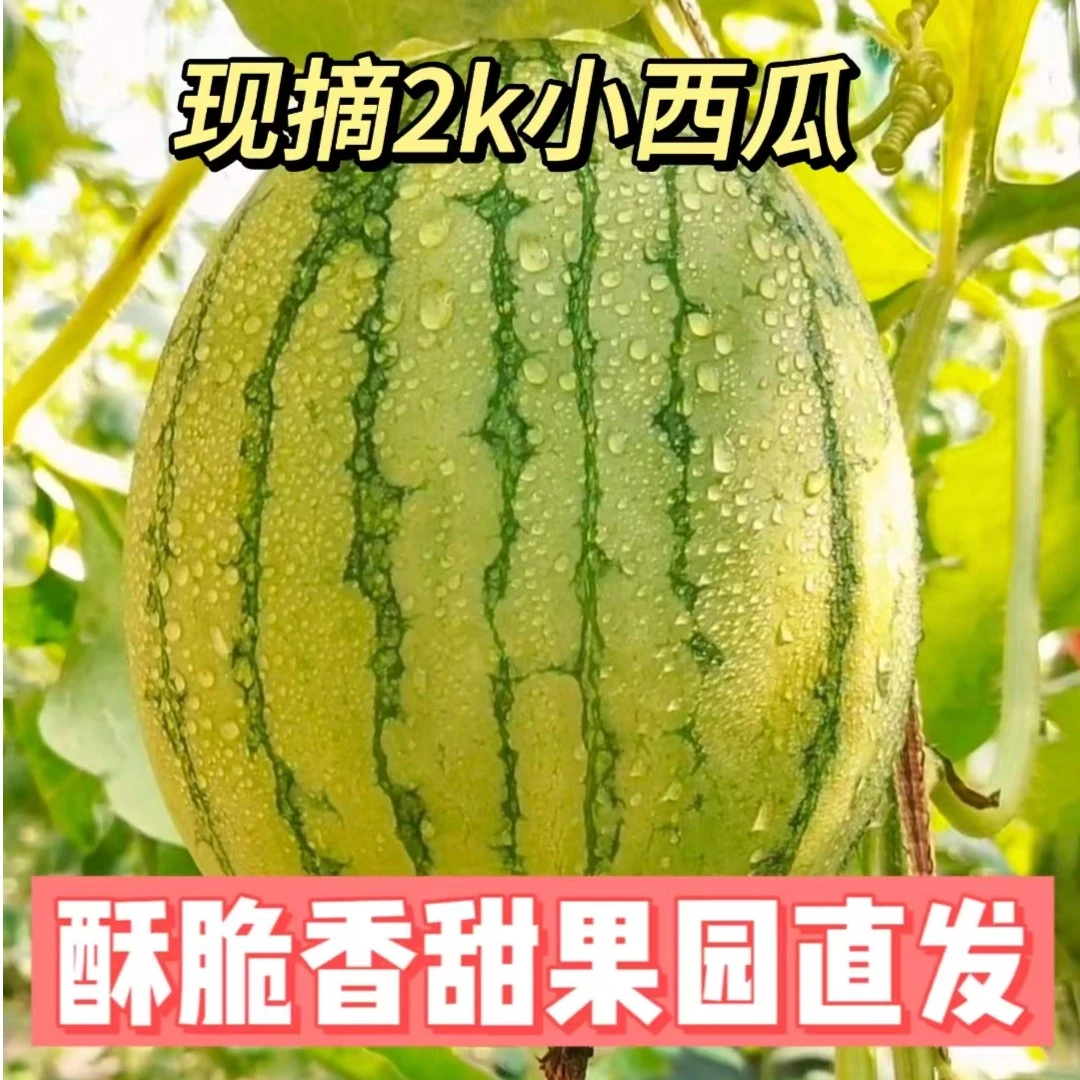 晓鲜悠小西瓜吊瓜爆汁超甜手撕剥皮西瓜自有瓜园现摘现发新鲜多汁