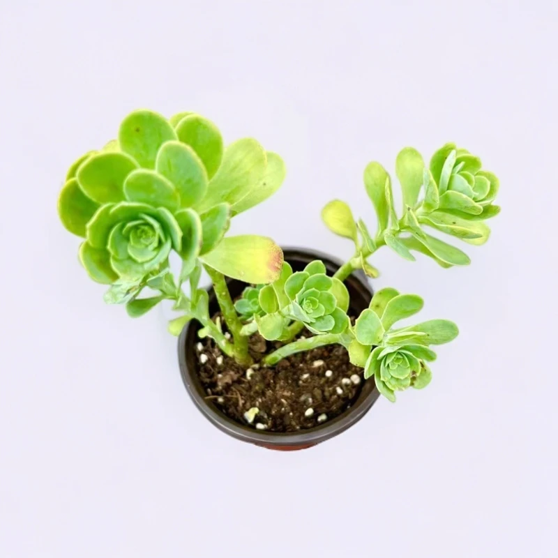 【薄化妆】5棵 脱土发货 两单包邮  燕子多肉