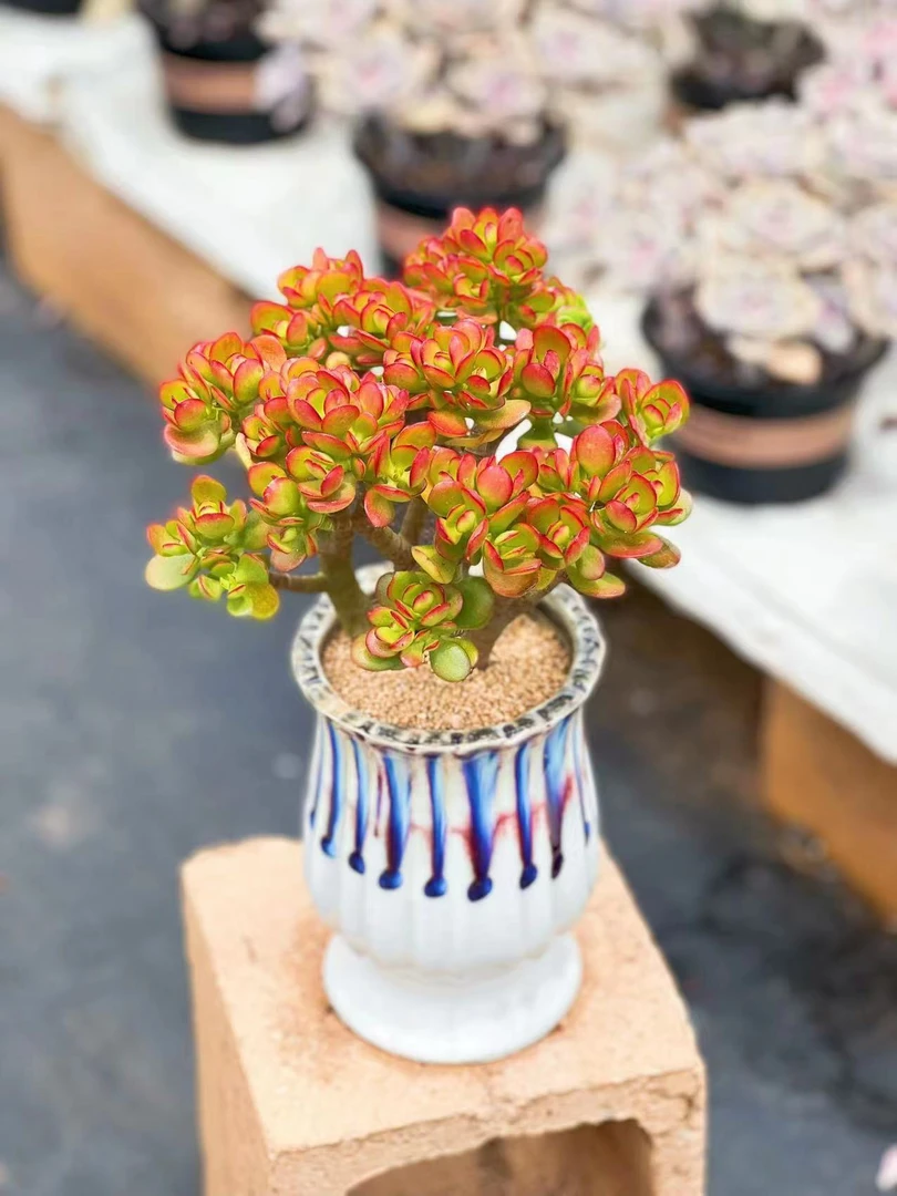 【大红叶玉树】摇钱树 脱土发货 室内室外盆栽 燕子多肉