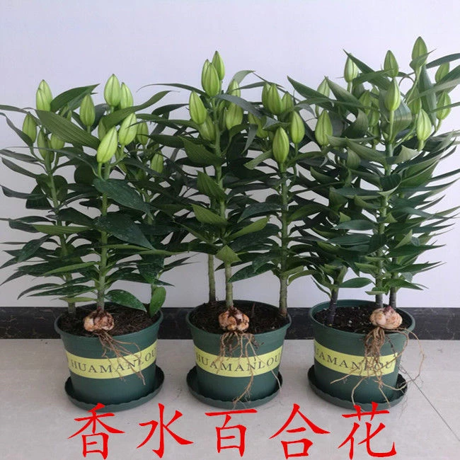 【香水百合花种球】带芽百合花种子百合花苗盆栽花卉进口浓香型种植