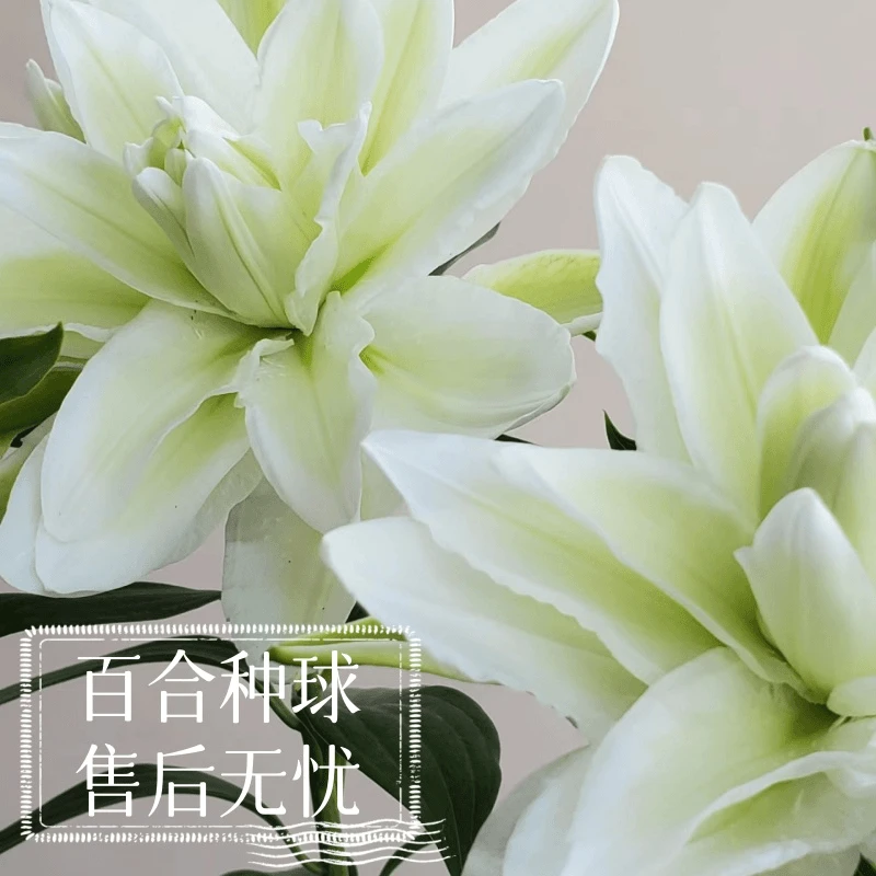 重瓣百合种球四季开花好养易活室内花卉盆栽香水百合鲜花植物种球