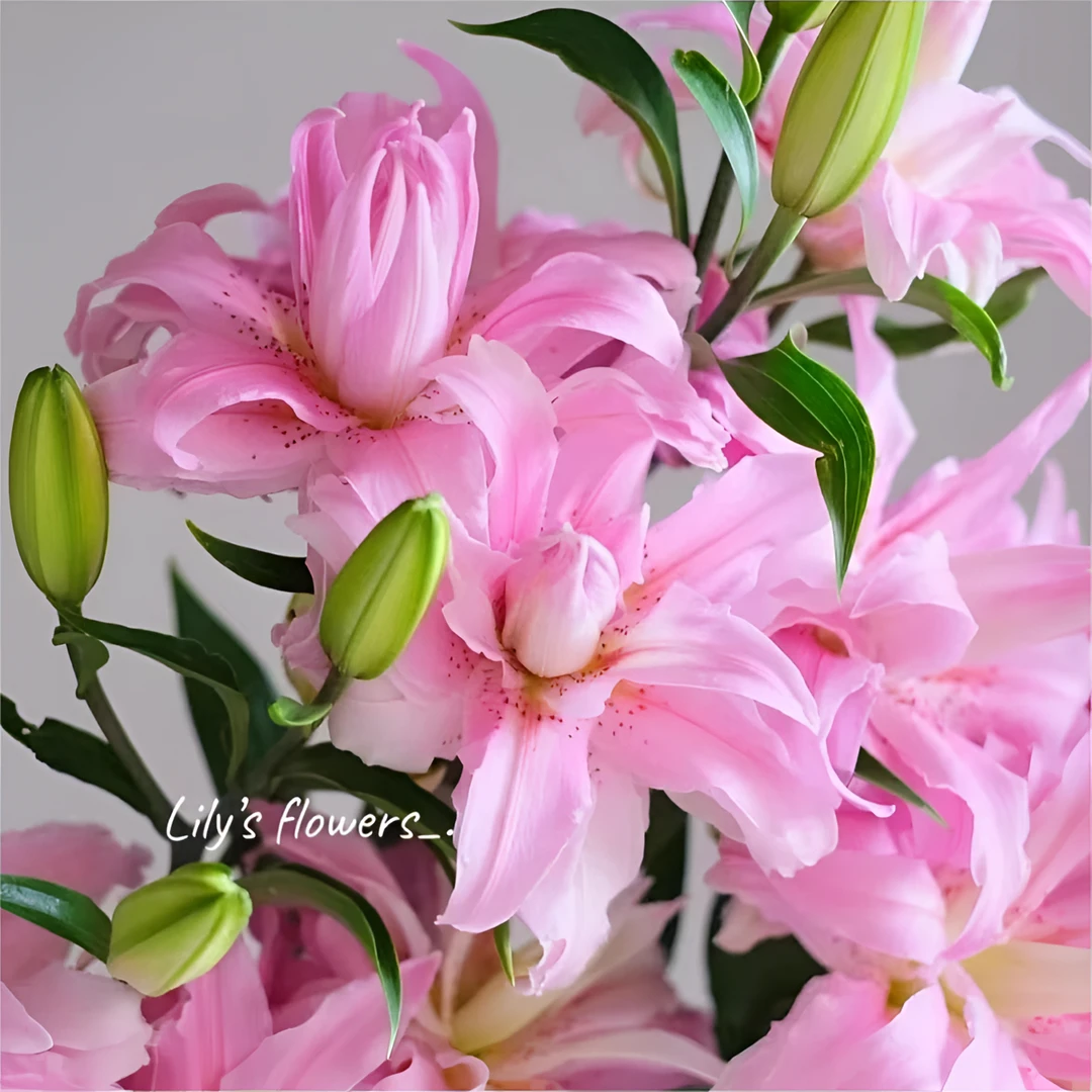 百合花精品种球清香型耐寒耐热四季开花盆栽香水绿植庭院重瓣带芽