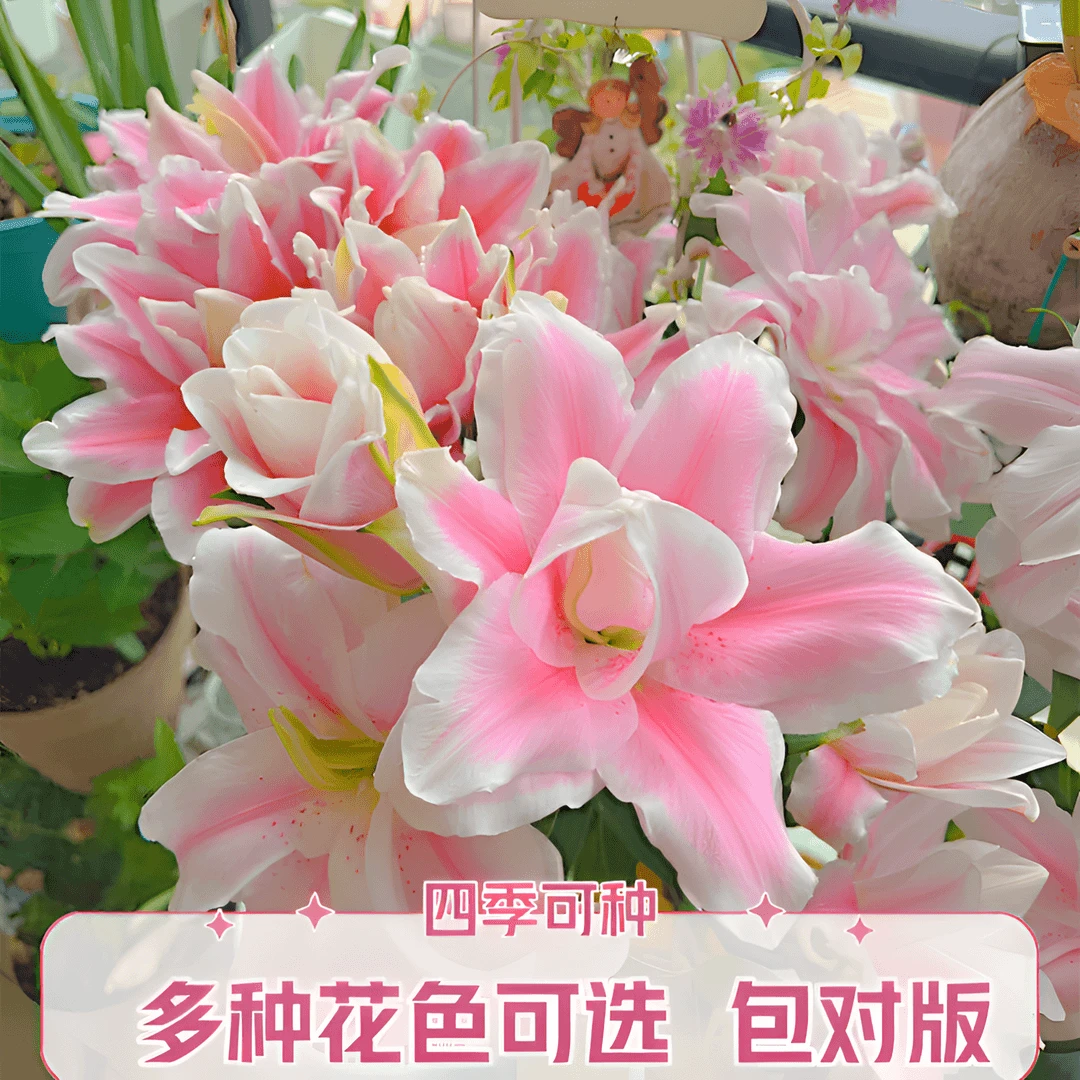 进口香水百合种球四季可养耐寒热阳台室内外重瓣百合花卉盆栽植物