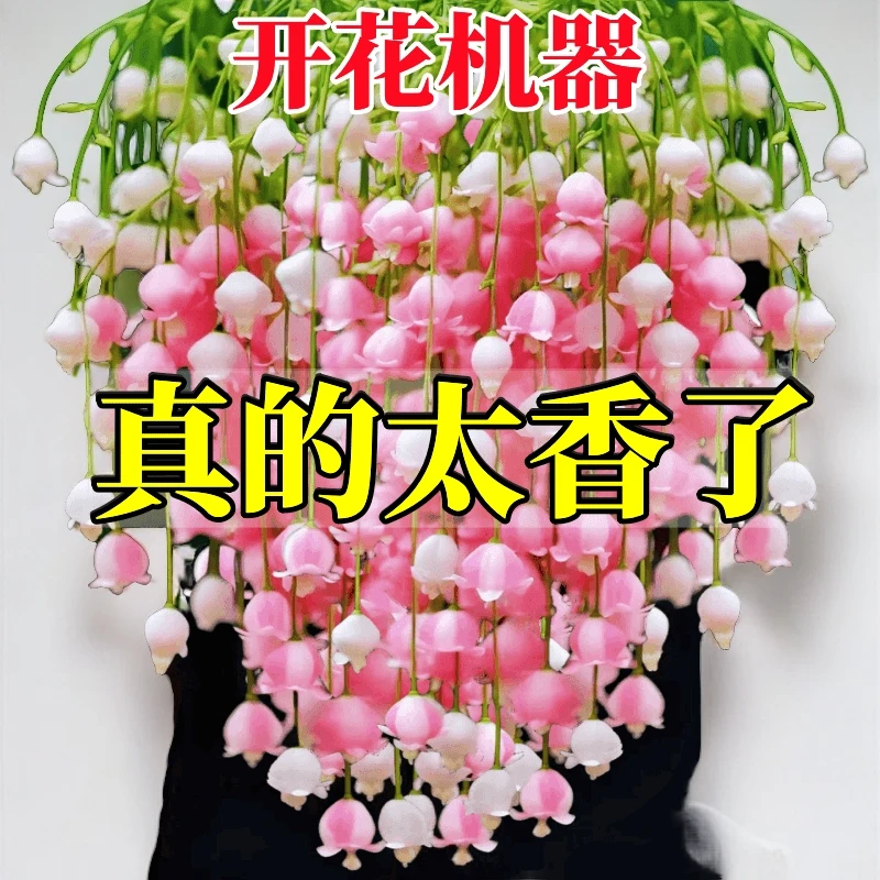 新手易养铃兰花苗大花浓香型四季开花室内外阳台盆栽绿植耐寒带芽