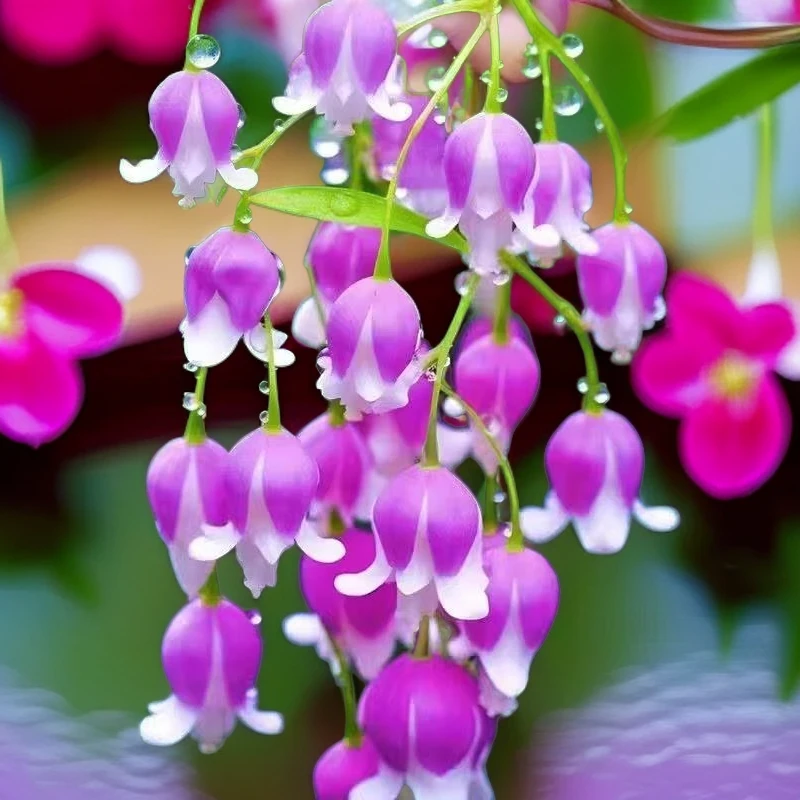 【稀有品种】铃兰花苗盆栽植物进口带芽种球四季开阳台室内外花种子