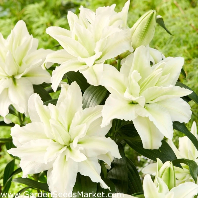【新品进口】艾莎耐寒香水百合花种球绿植鲜花重瓣带芽浓香土培盆栽