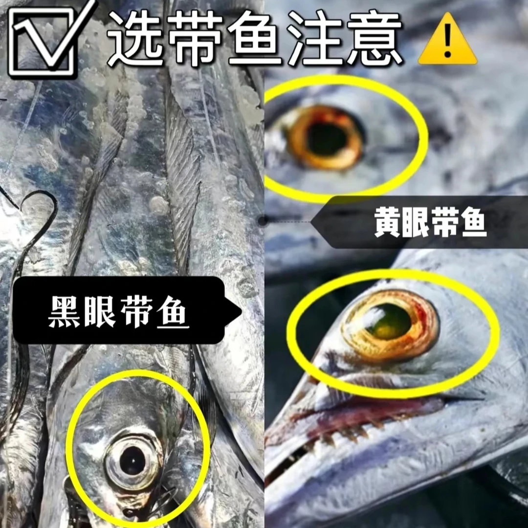 5斤10条青岛带鱼正宗产地油带小型独立包装无冰衣精品适合送人