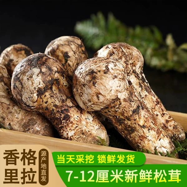 福利款【3-5】煲汤现场采摘新鲜松茸500g，个头小吃法少口感一般
