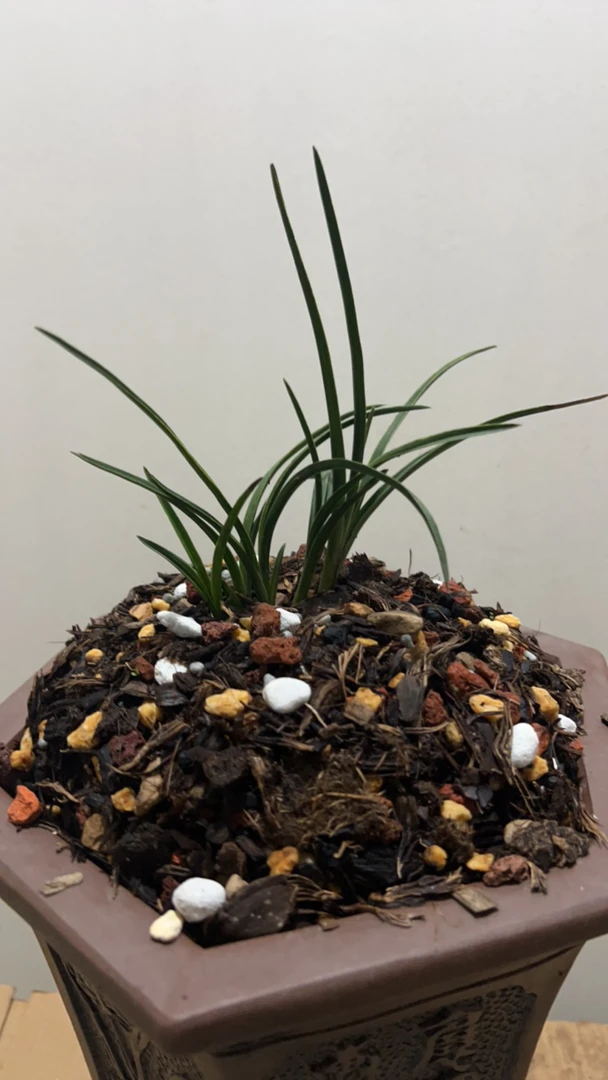 兰心亭兰苑一物一拍