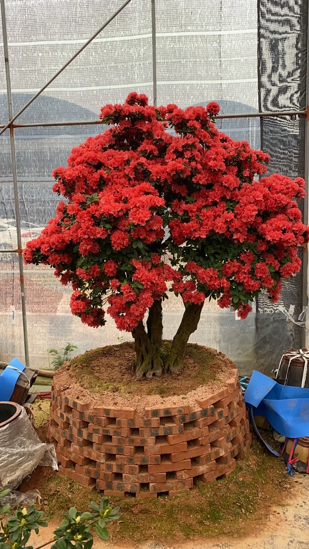 (一物一拍)杜鹃花耐寒耐热地栽盆栽