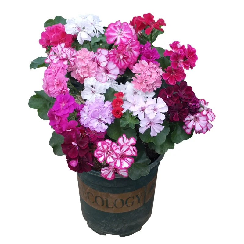 天竺葵直播盆栽花卉【新】