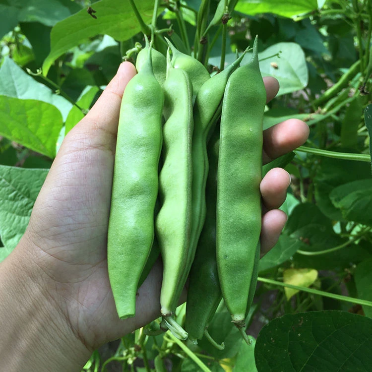 东北九月青油豆角2斤4斤包邮