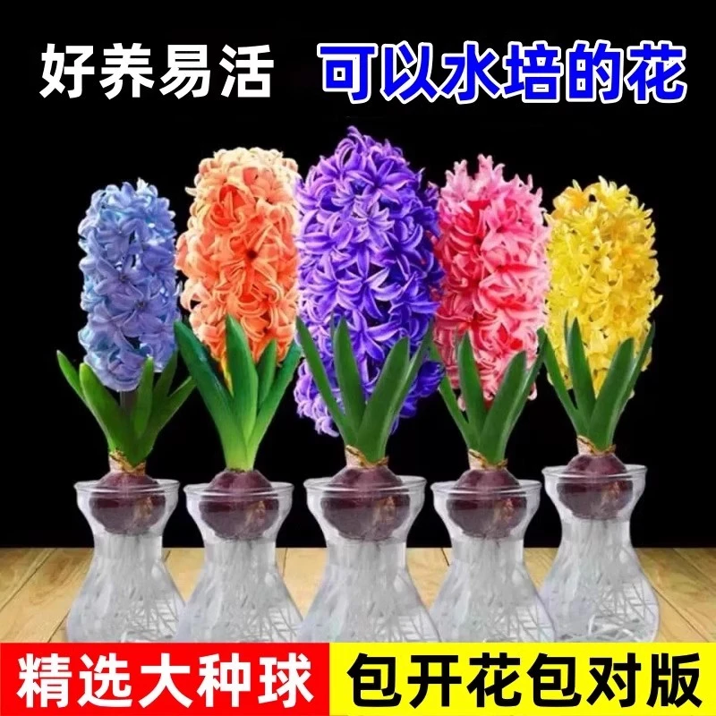 【妍之畔】进口风信子种球水培土培套餐室内外阳台花卉盆栽耐寒易种
