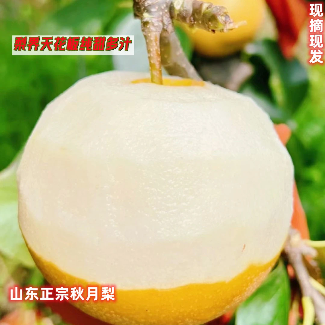 山东精品正宗秋月梨脆香甜多汁采摘大果新鲜水果4.5斤-5斤包邮