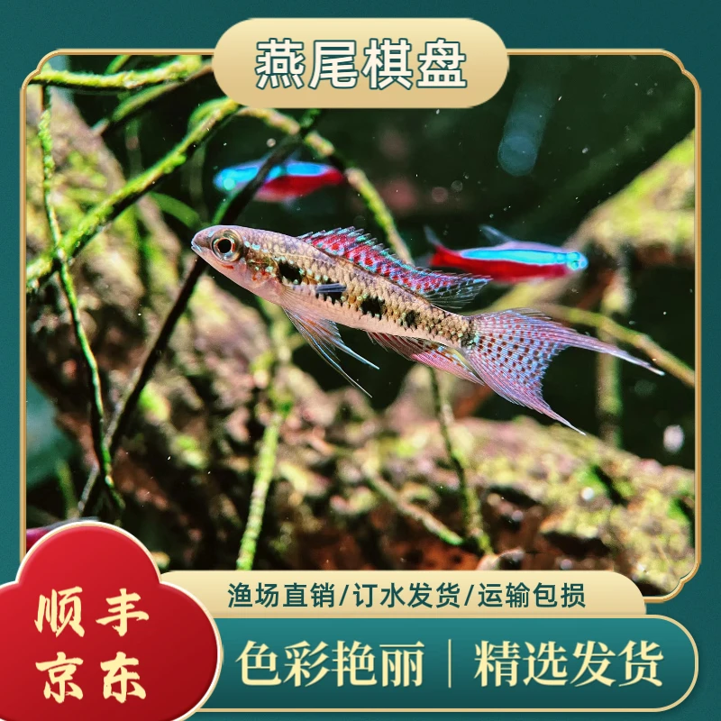 皇冠棋盘雪花棋盘燕尾棋盘龙纹短鲷七彩鹅头圣塔伦黄腹月亮