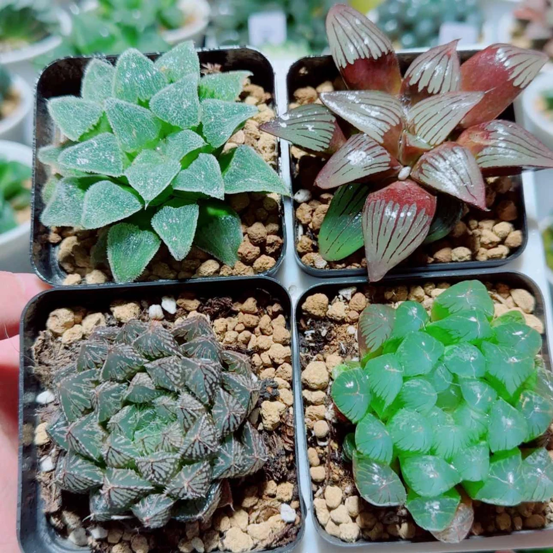 【闪购商品】4盆套餐2