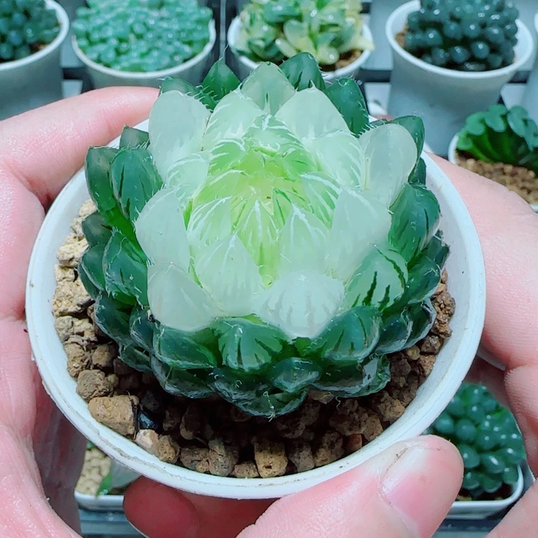 宝莲灯玉露多肉