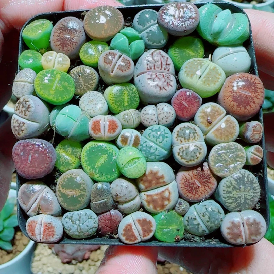 【闪购商品】生石花