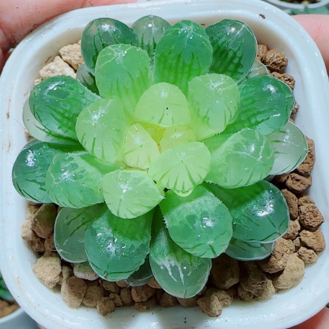 【闪购商品】琥珀玉露多肉