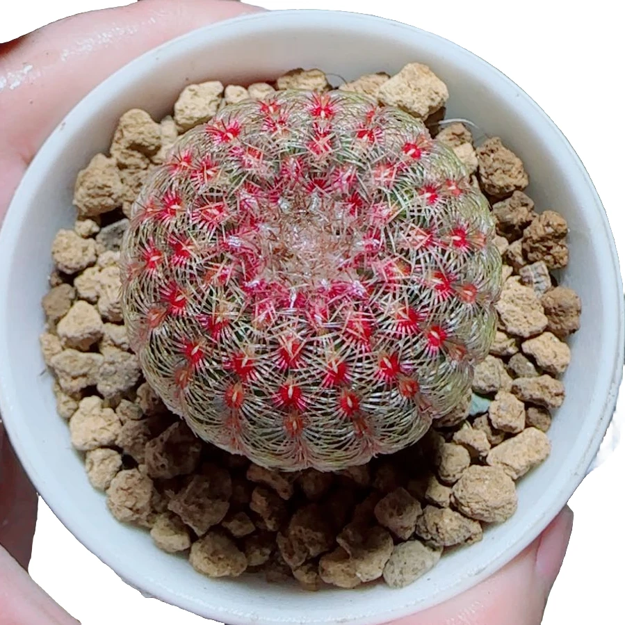 【红太阳球球】好养拍下明天发货多肉植物