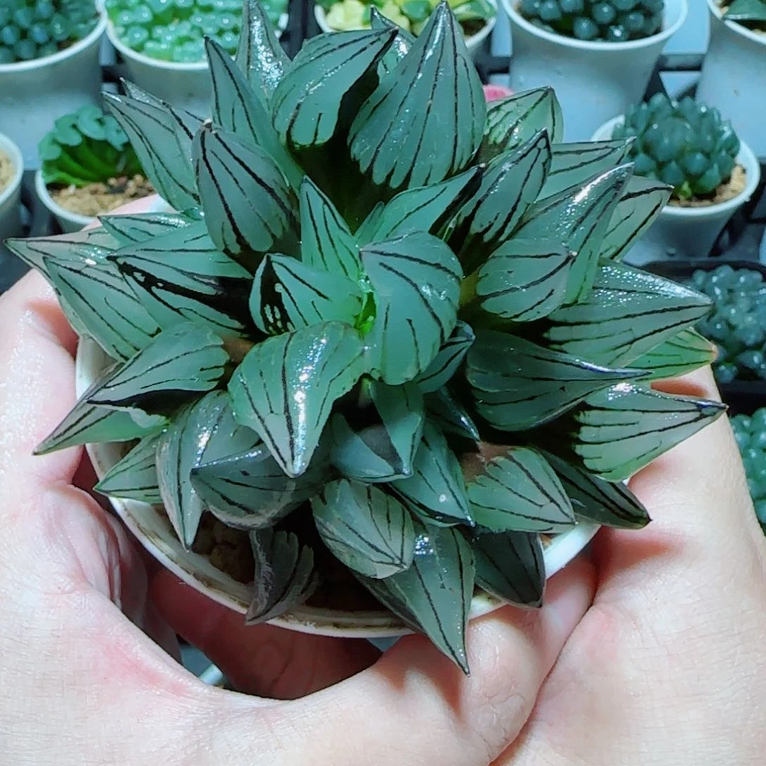 大母本西瓜多肉