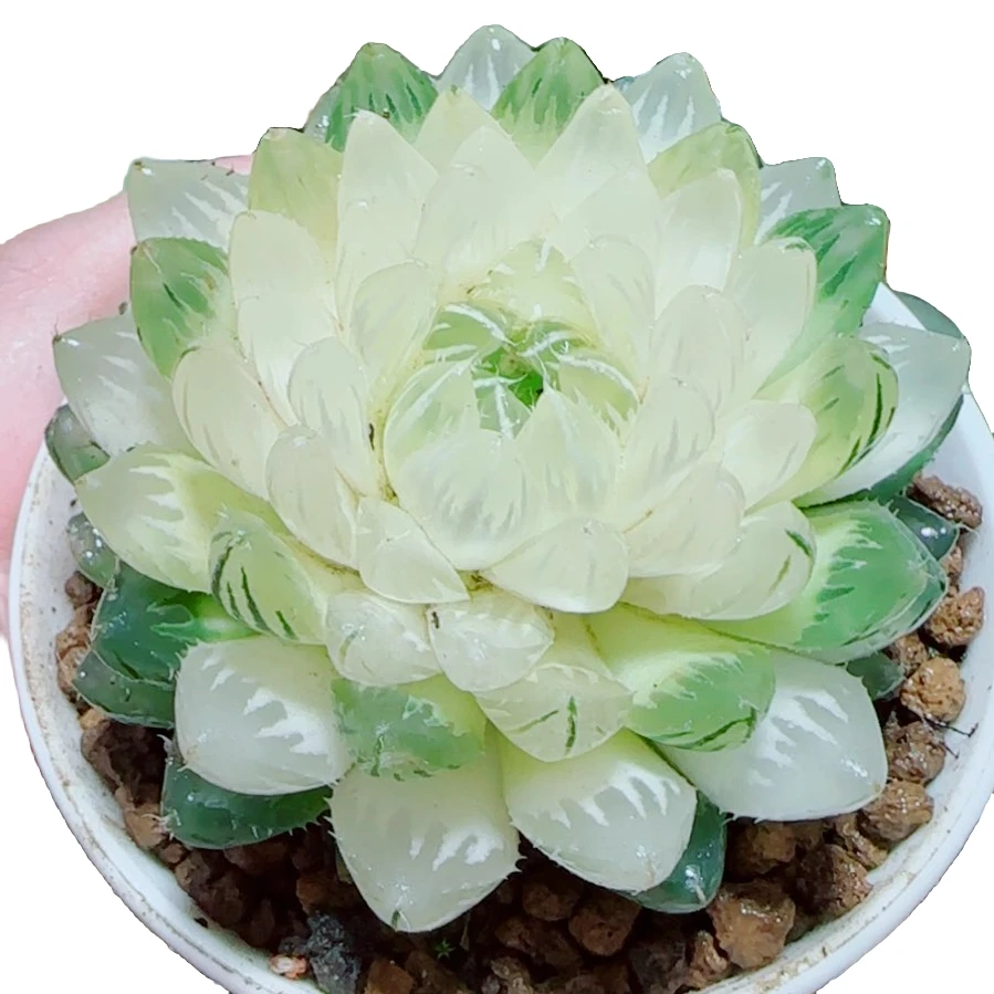 【莲花玉露】多肉植物新手好养原盆原土带盆带土拍下发货