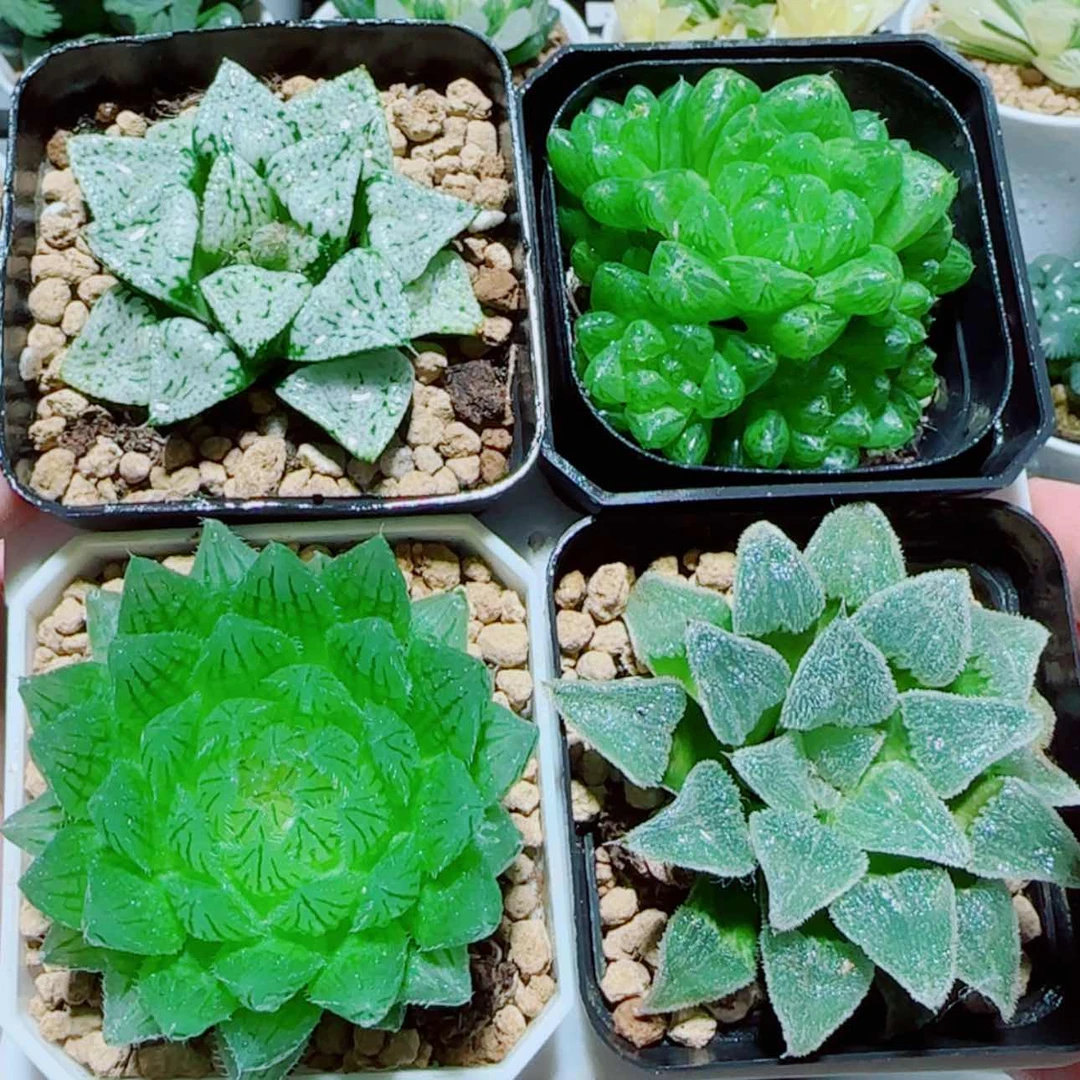 【闪购商品】4盆套餐2