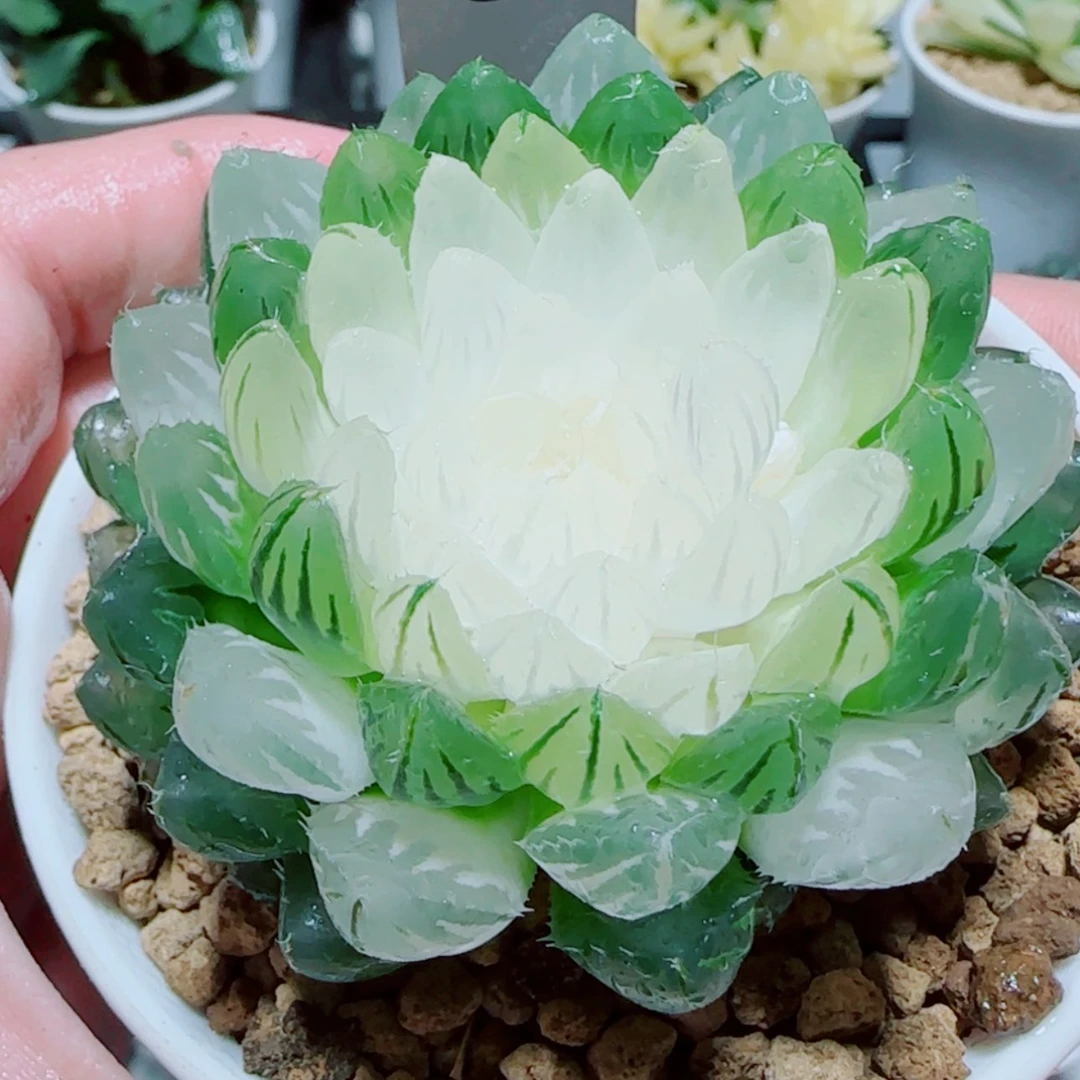【闪购商品】宝莲灯玉露