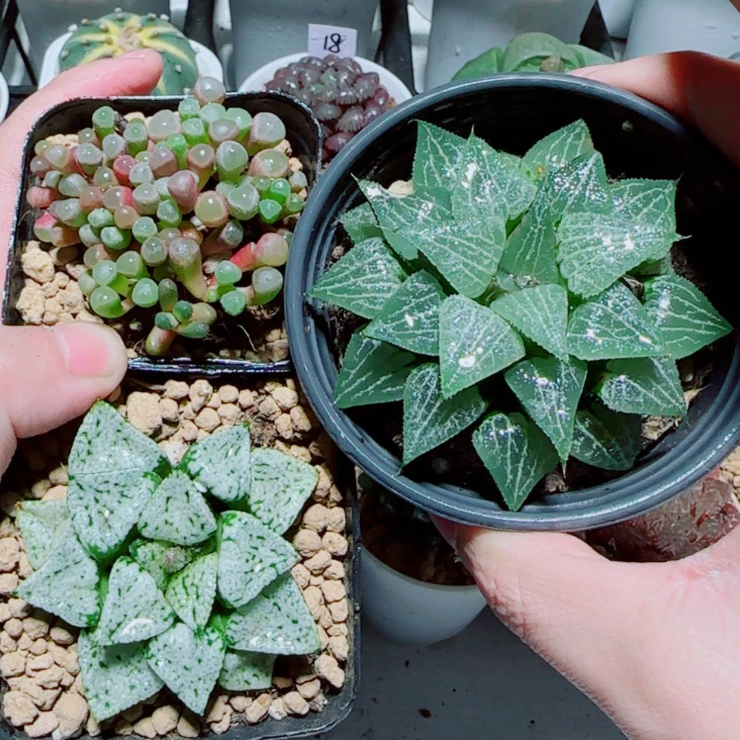 【闪购商品】3盆套餐