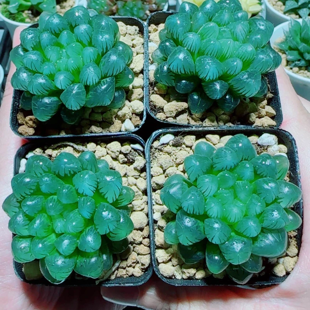 【闪购商品】小叶冰灯4盆