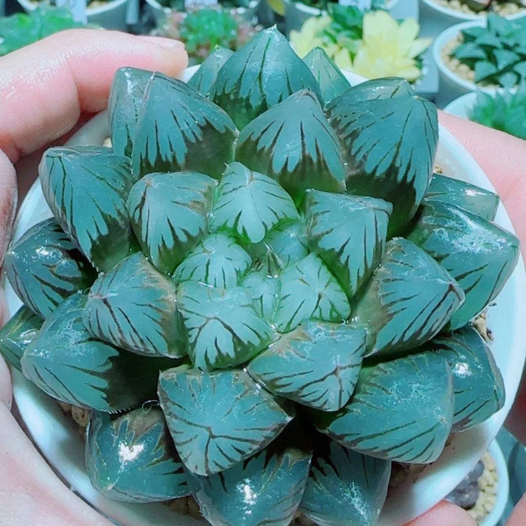 【闪购商品】大母本龙爪