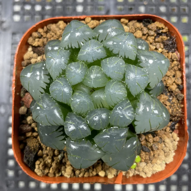 【潘氏冰灯】多肉植物新手好养原盆原土带盆带土拍下发货
