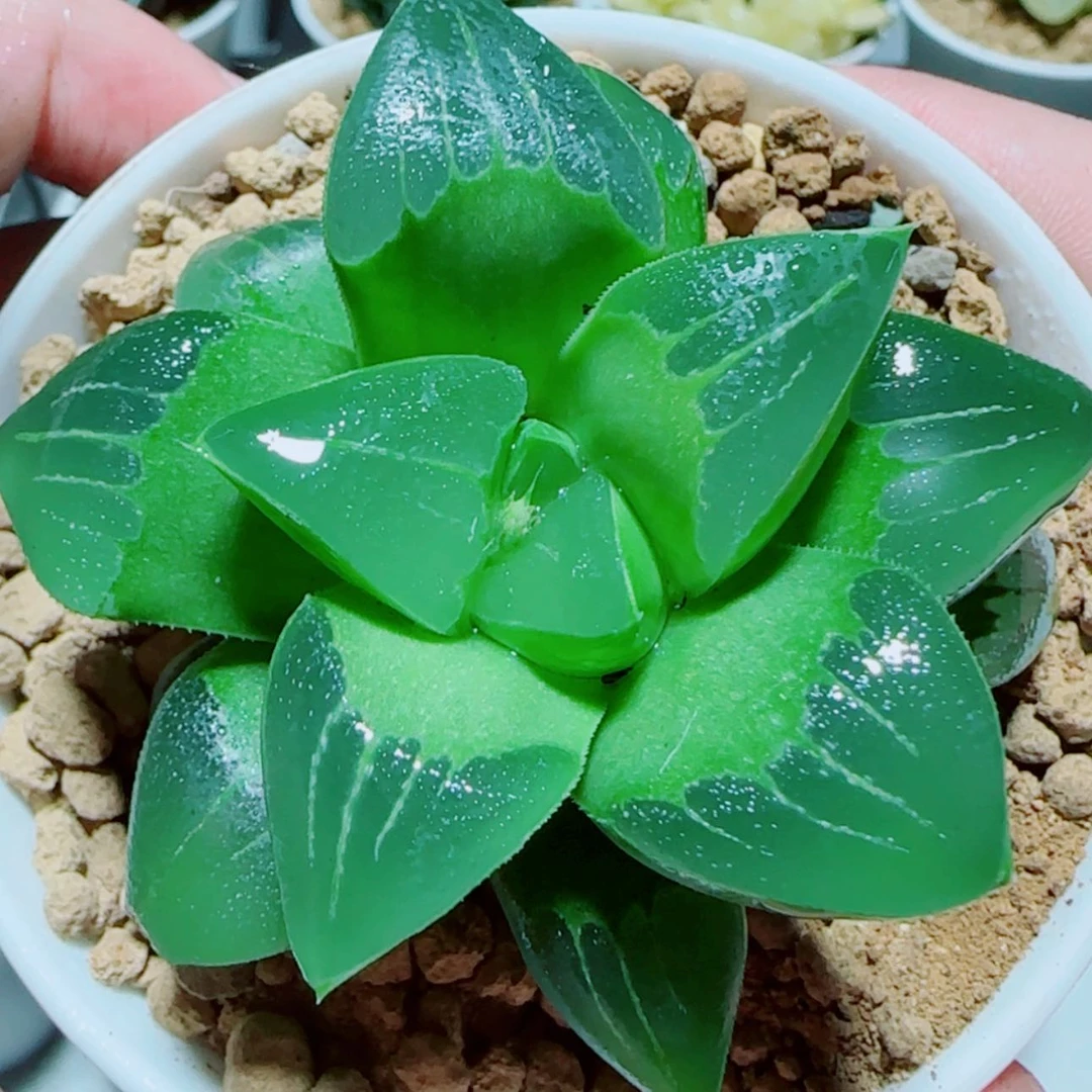 【闪购商品】绿焰磨面