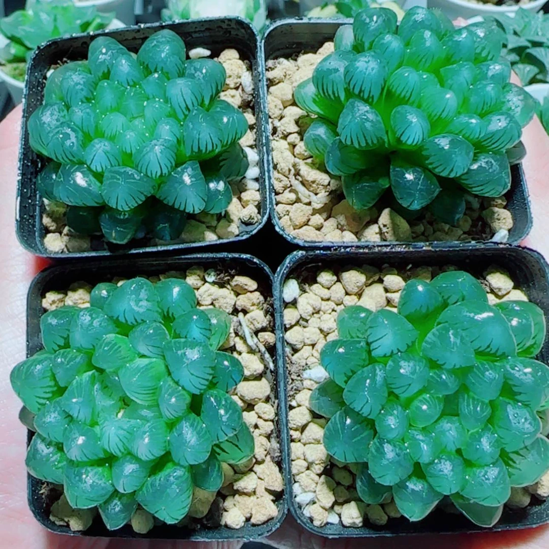 【闪购商品】小叶冰灯4盆