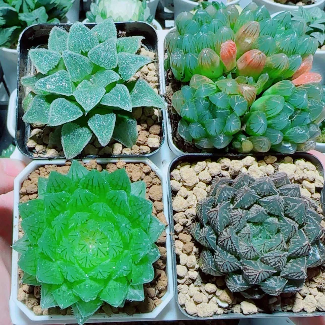 【闪购商品】4盆套餐2