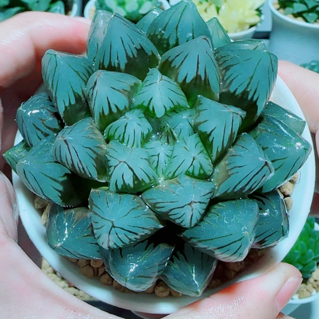 【闪购商品】大龙爪多肉