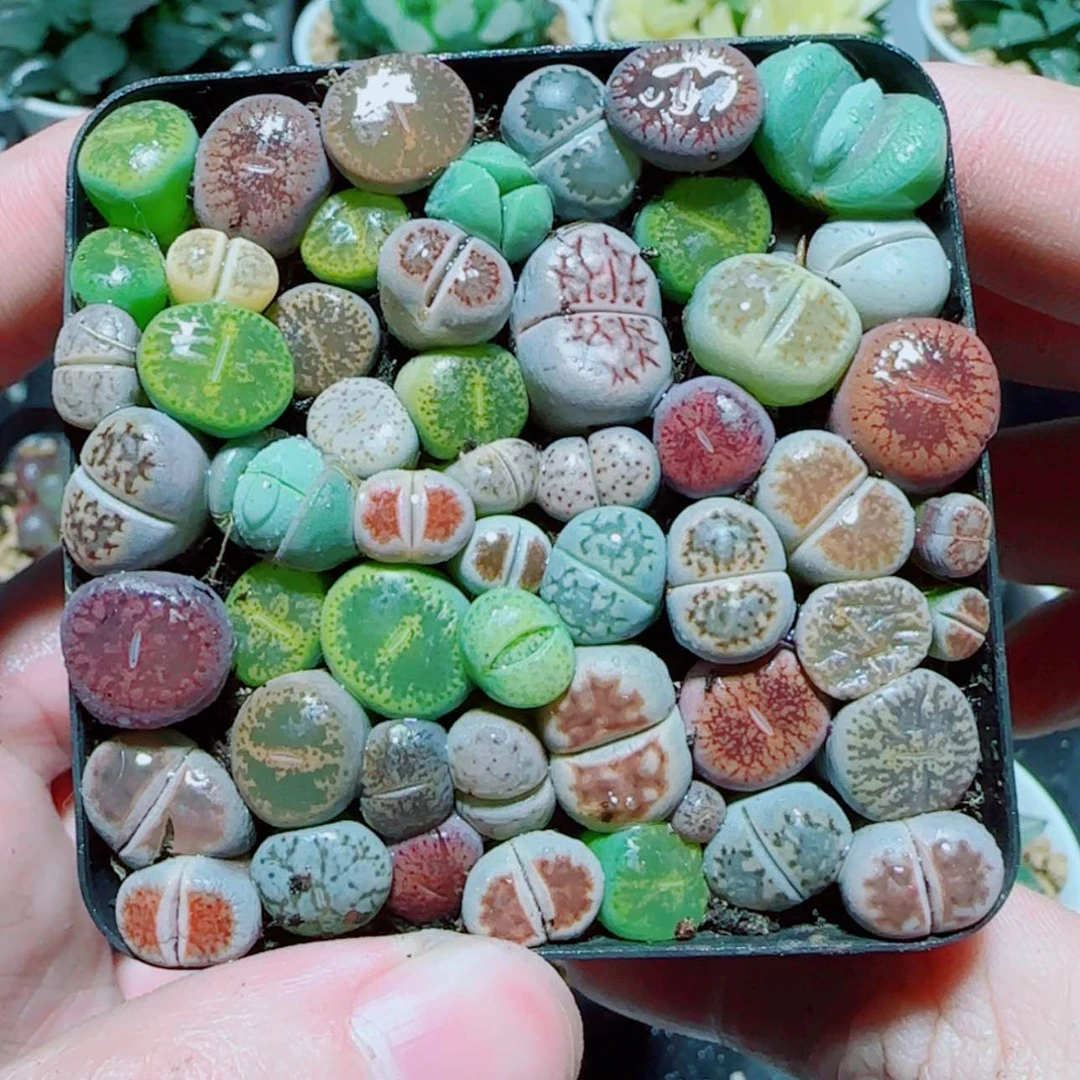 【闪购商品】彩拼生石花