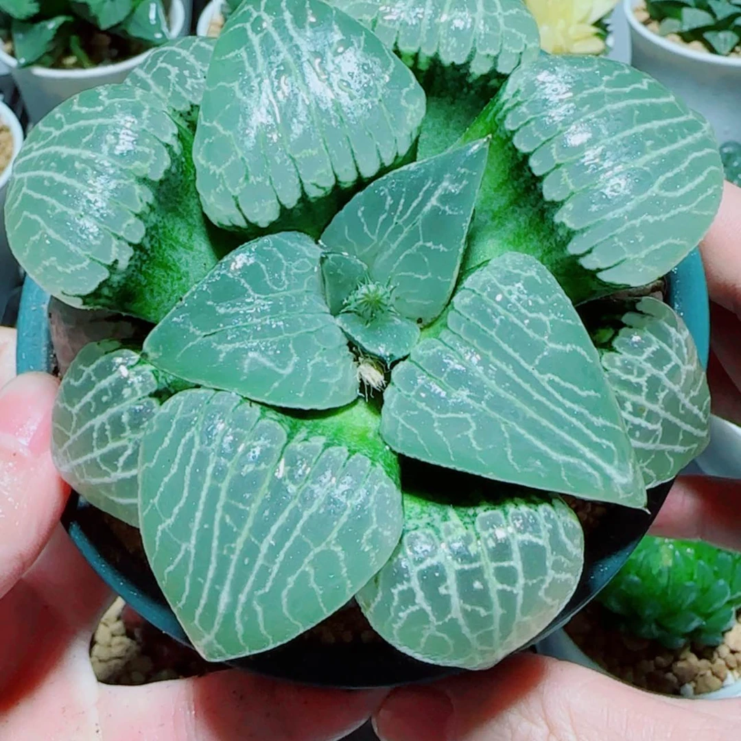 【闪购商品】水晶101大母本
