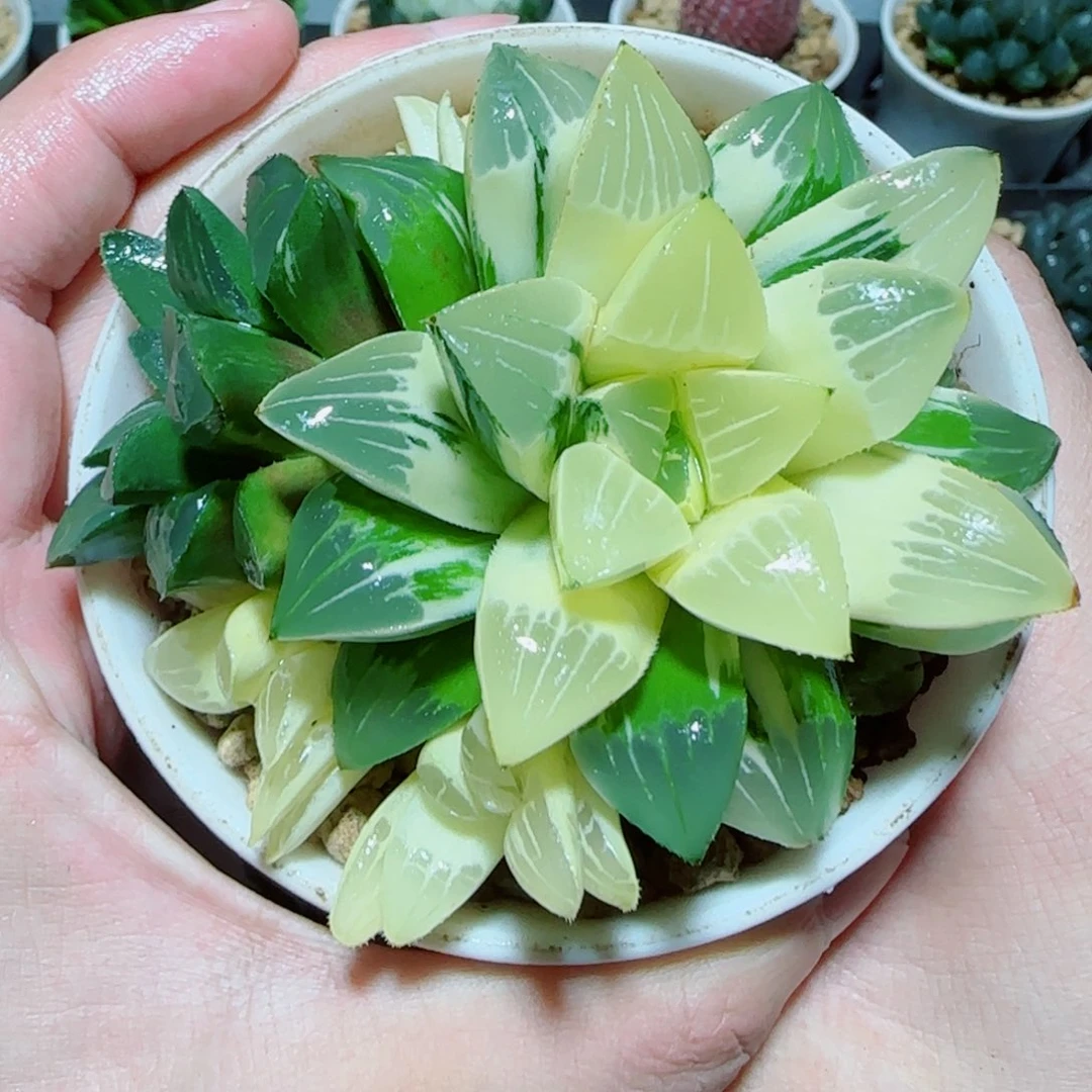 手捧花姬寿锦多肉