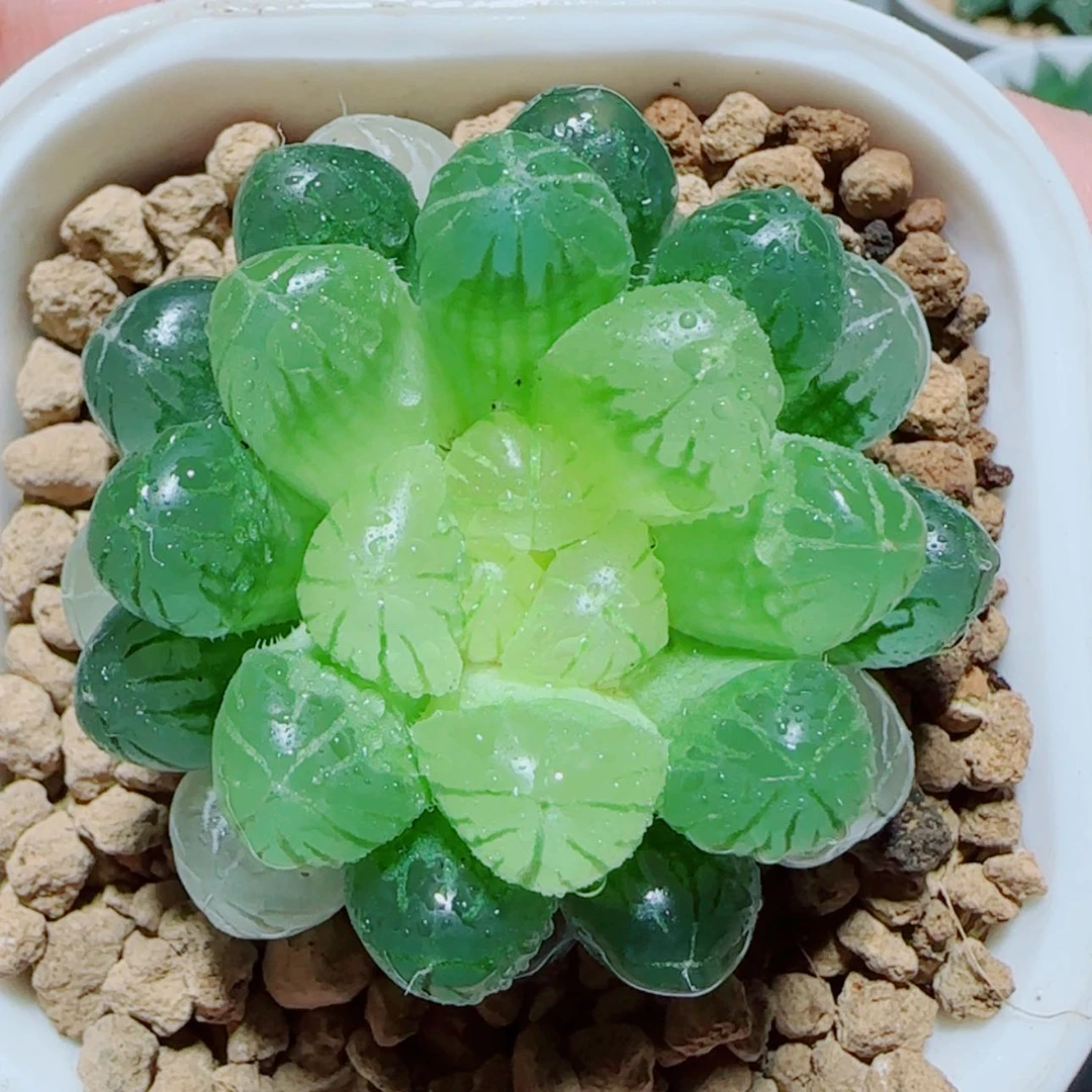 【闪购商品】琥珀玉露多肉