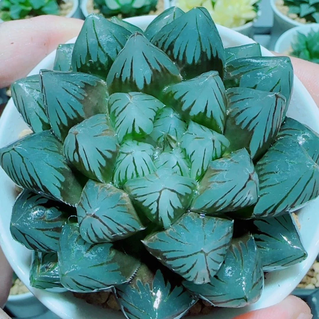 【闪购商品】大母本龙爪