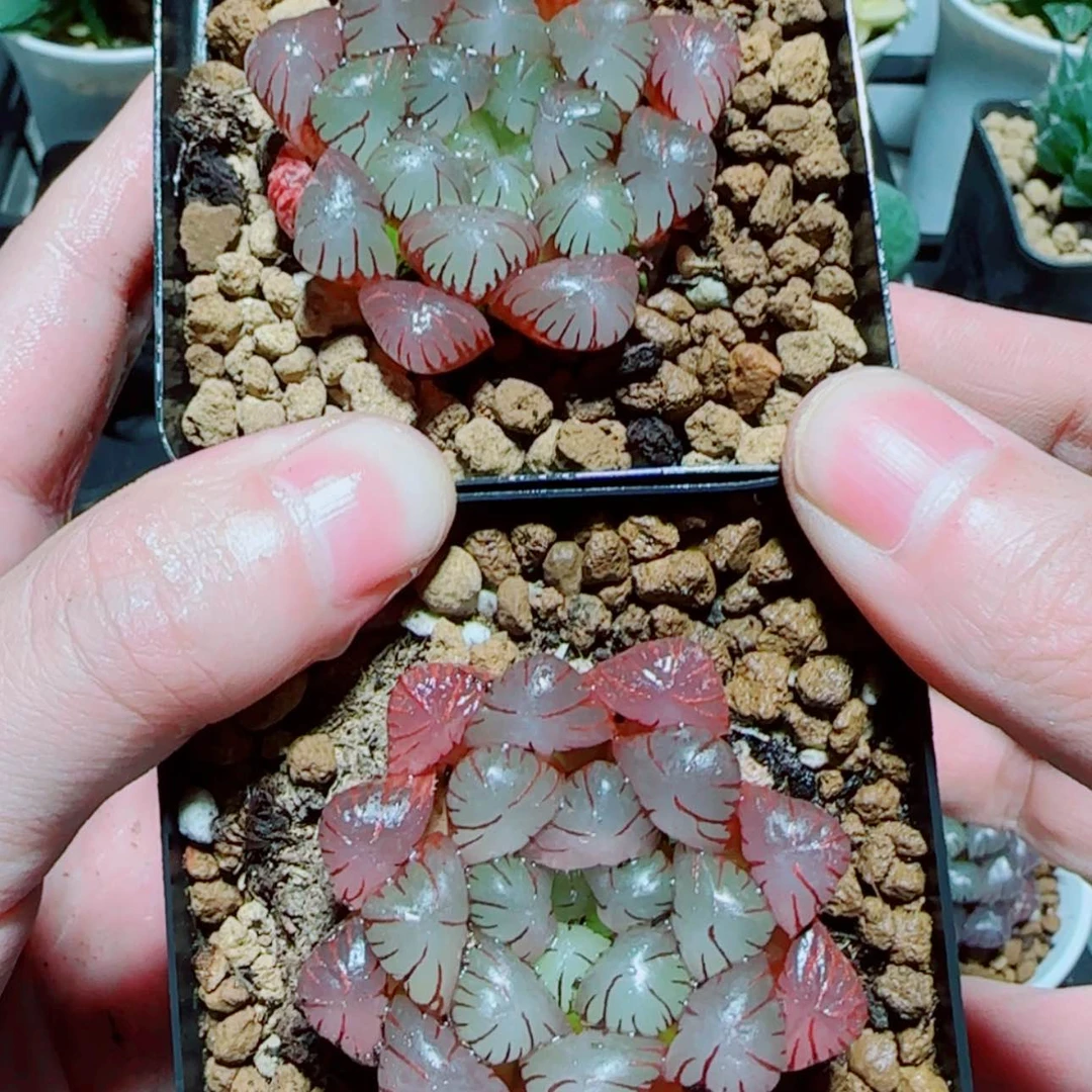 【闪购商品】粉龙珠