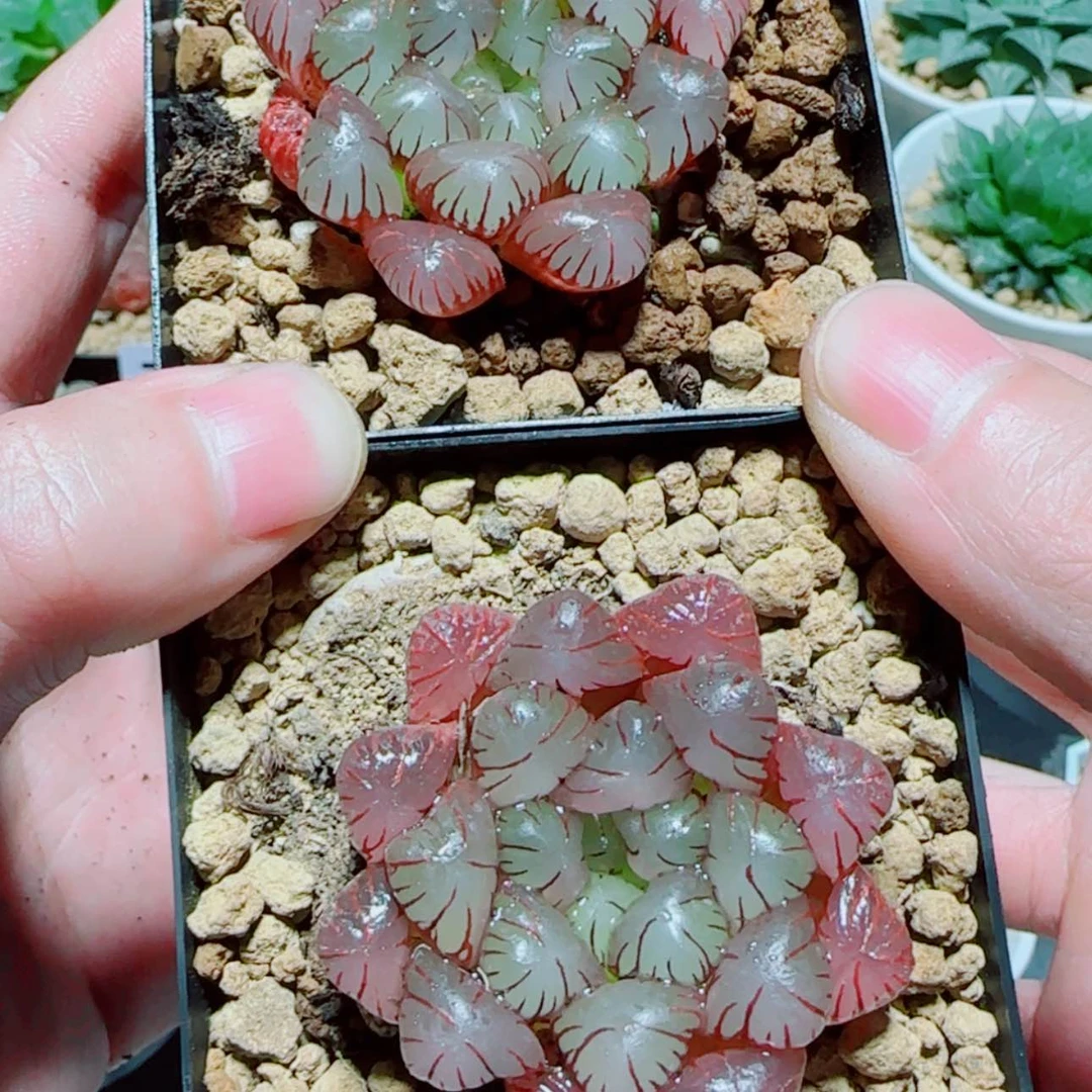 【闪购商品】粉龙珠多肉