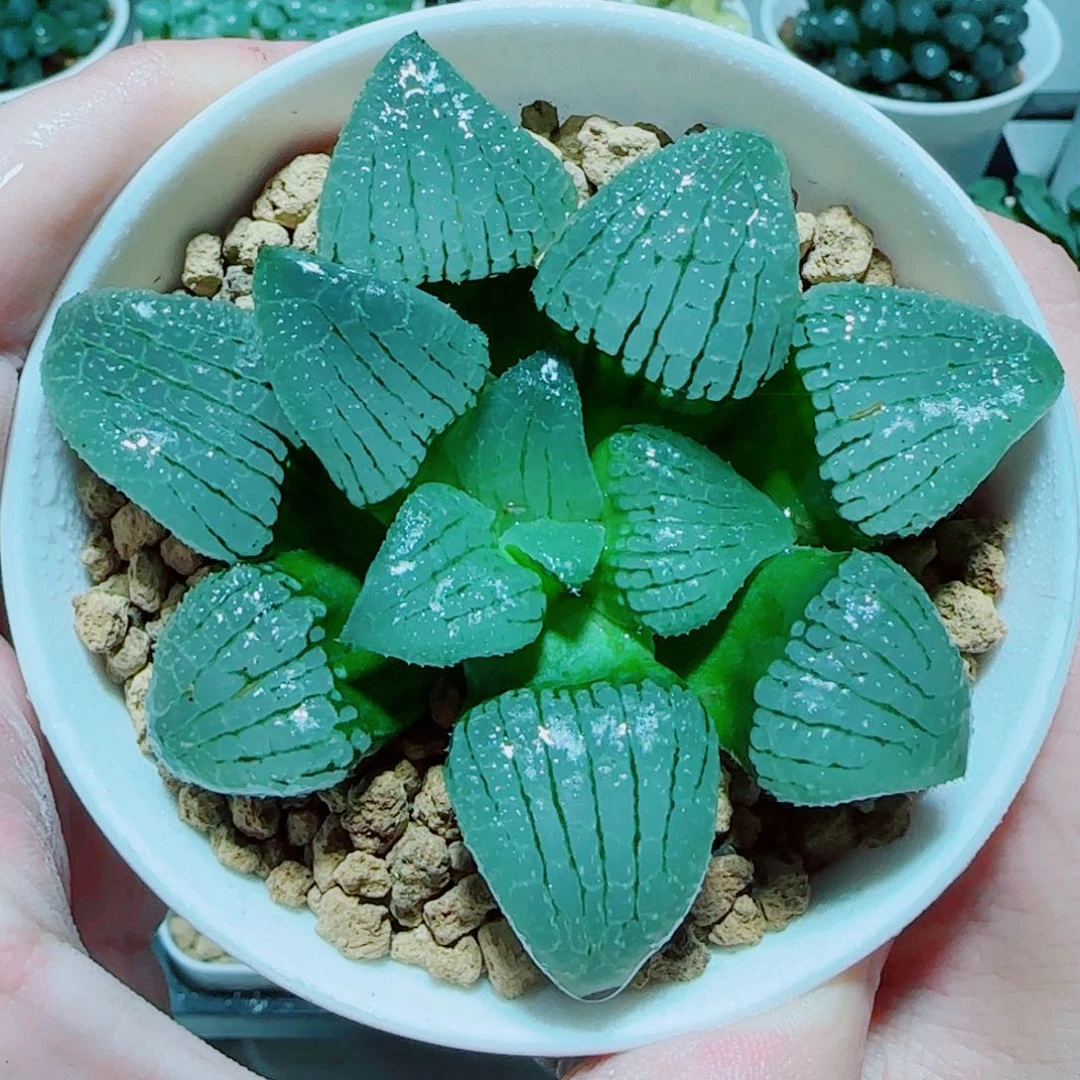 天空之镜玉露多肉