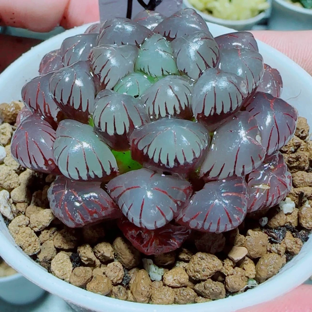【闪购商品】紫冰灯多肉