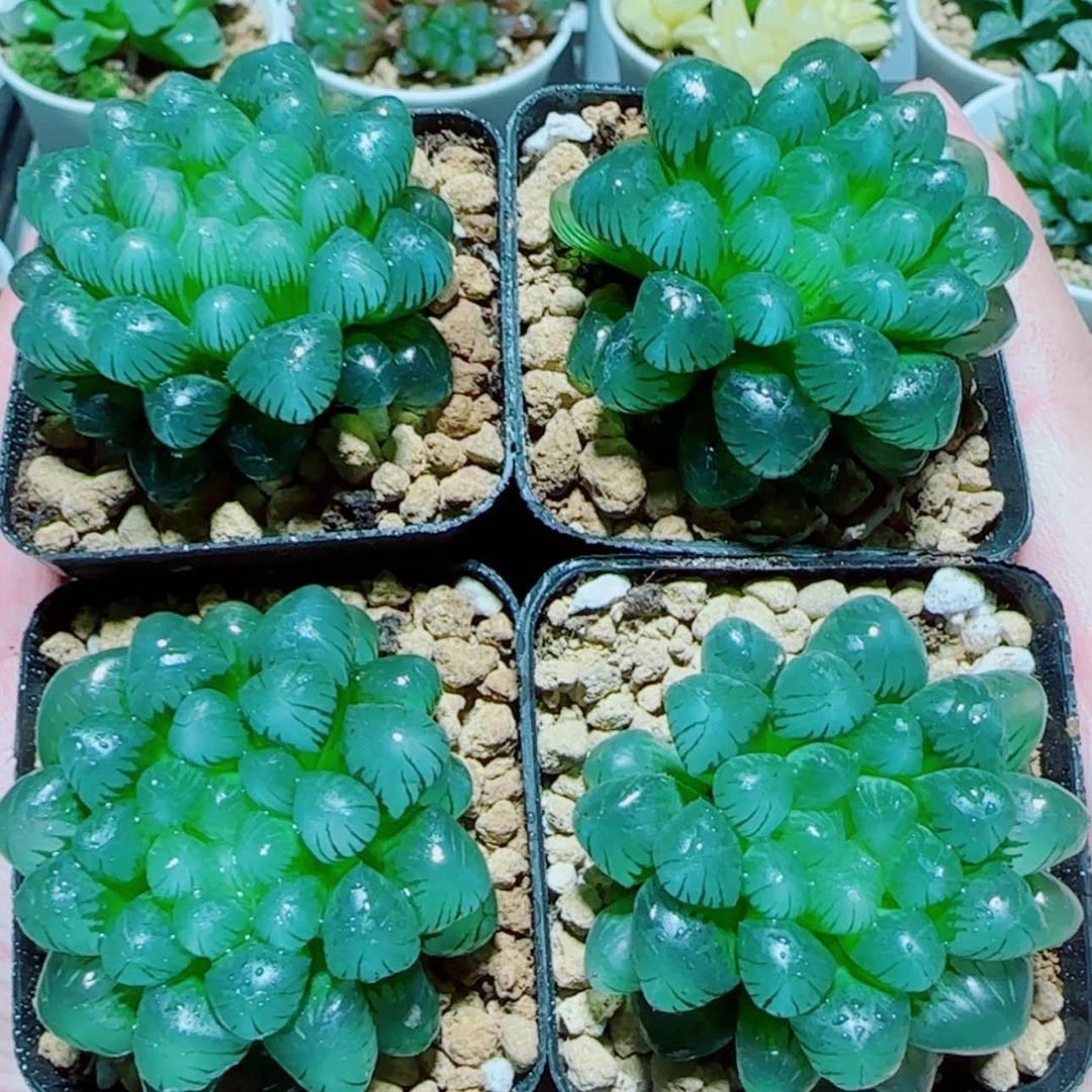 【闪购商品】小叶冰灯4盆