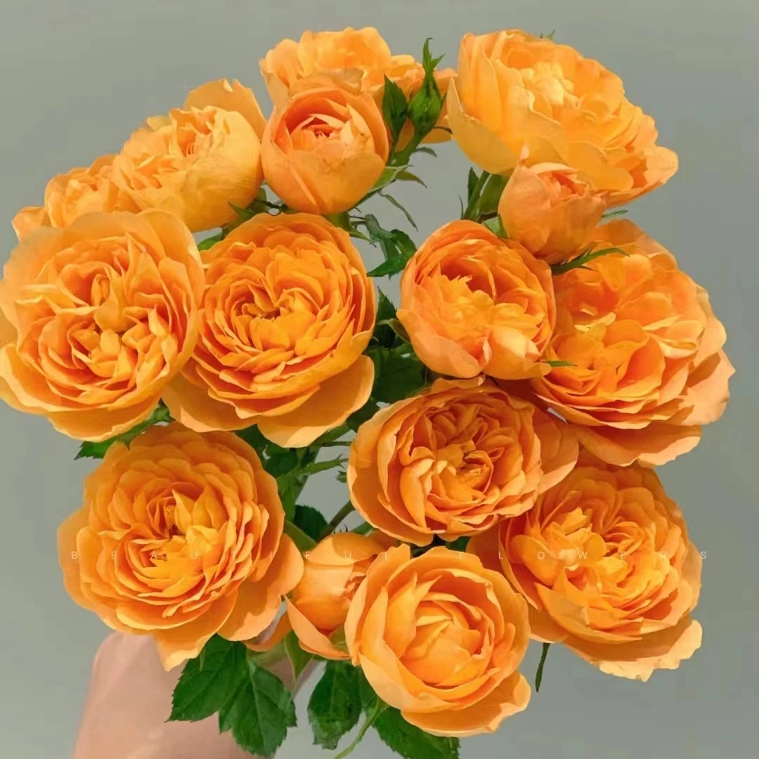 《果汁阳台 ，仙度瑞拉》春季精品露天苗耐寒耐热室外种植四季开花