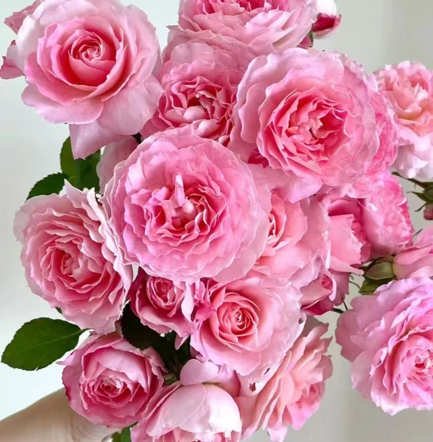 《天方夜谭+海神王》 露天苗月季耐寒耐热适合秋季室外栽培花期长