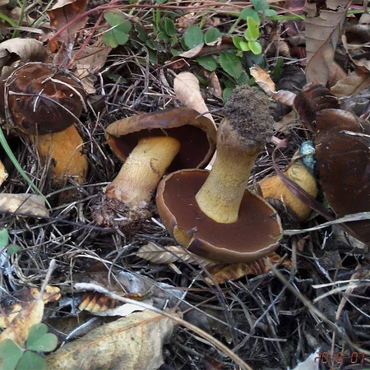 云南楚雄胖脚黑牛肝菌 野生菌鲜货 炒吃炖汤火锅 滑嫩脆 500g以上